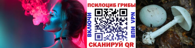 Псилоцибиновые грибы Psilocybe  Обнинск 
